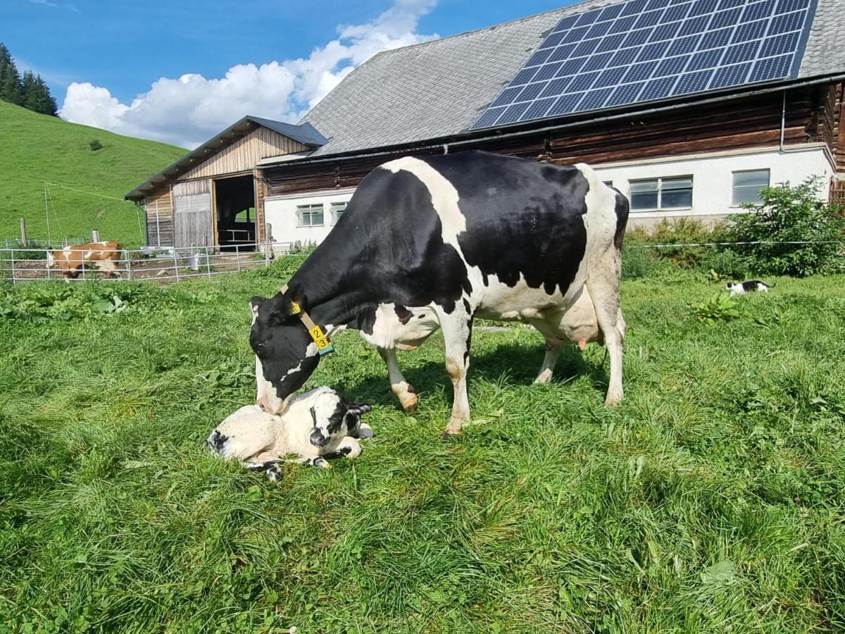 普鲁格恩Kulmerhof - Farm公寓 外观 照片